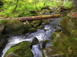 assets/images/activities/ueberleben-in-der-wildnis-bad-malente/1280_0005_Fotolia_60089375_Subscription_XXL-270x200x90.jpg