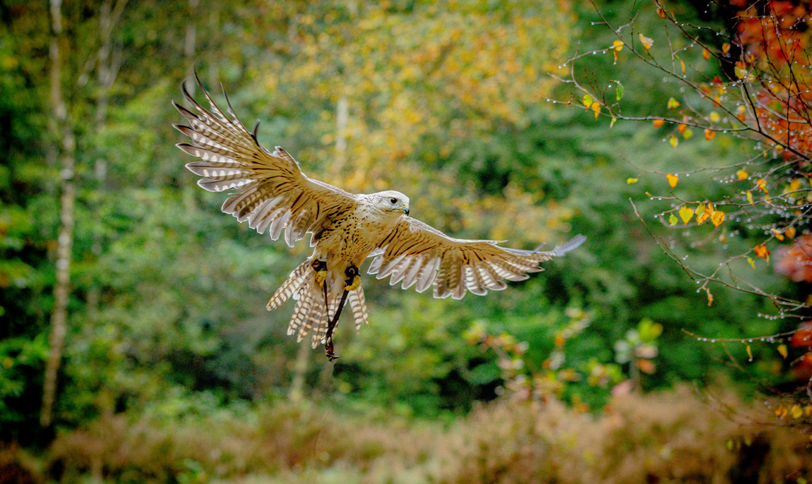 90 Min. Greifvogel-Spaziergang im Raum Wesel