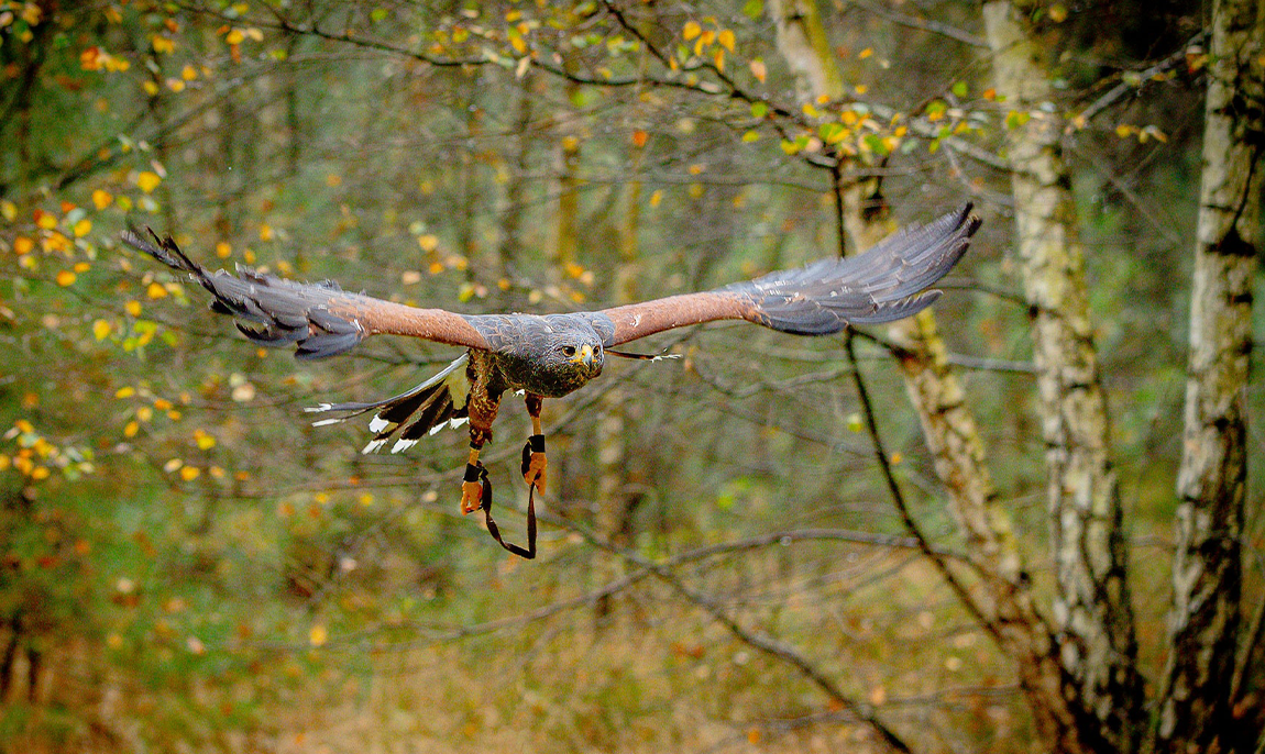 60 Min. Greifvogel-Spaziergang im Raum Wesel