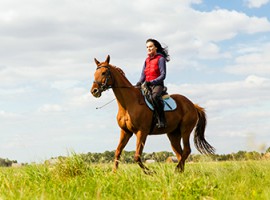 Pferde Kurs